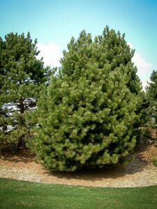 Сосна Чёрная (Pinus Nigra) купить по цене от 270.00р. в интернет-магазине «Посадика» с доставкой почтой в в Наволокие и по всей России – [изображение №1].