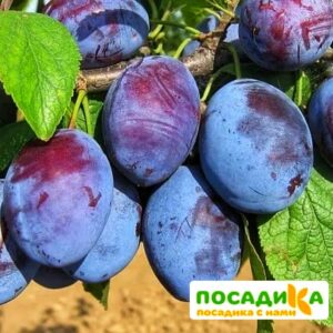 Слива Чачакская ранняя купить по цене от 229.00р. в интернет-магазине «Посадика» с доставкой почтой в в Наволокие и по всей России – [изображение №1].