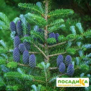 Пихта корейская (Abies koreana) купить по цене от 450.00р. в интернет-магазине «Посадика» с доставкой почтой в в Наволокие и по всей России – [изображение №1].