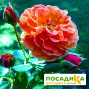 Роза Арабия купить по цене от 350.00р. в интернет-магазине «Посадика» с доставкой почтой в в Наволокие и по всей России – [изображение №1].