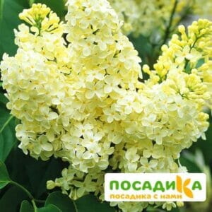 Сирень Примроуз (Primrose) купить по цене от 529.00р. в интернет-магазине «Посадика» с доставкой почтой в в Наволокие и по всей России – [изображение №1].