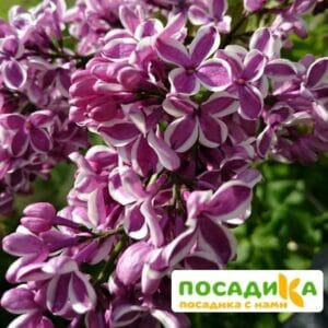 Сирень Сенсация купить по цене от 529.00р. в интернет-магазине «Посадика» с доставкой почтой в в Наволокие и по всей России – [изображение №1].