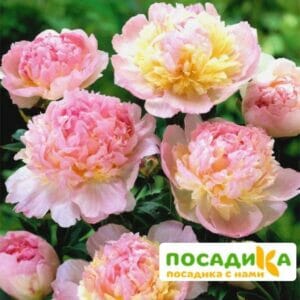 Пион Распберри Сандей (Paeonia Raspberry Sundae) купить по цене от 959р. в интернет-магазине «Посадика» с доставкой почтой в в Наволокие и по всей России – [изображение №1].