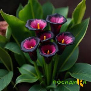 Калла Аура Лейс купить по цене от 400р. в интернет-магазине «Посадика» с доставкой почтой в в Наволокие и по всей России – [изображение №1].
