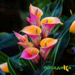 Калла Оникс купить по цене от 450р. в интернет-магазине «Посадика» с доставкой почтой в в Наволокие и по всей России – [изображение №1].