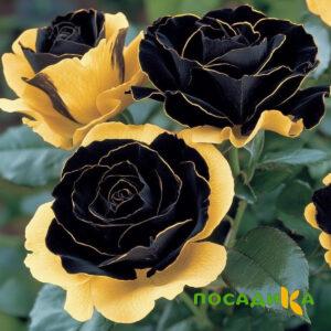 Роза Ханни Сикл купить по цене от 700р. в интернет-магазине «Посадика» с доставкой почтой в в Наволокие и по всей России – [изображение №1].