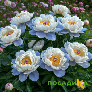 Пион акварельный Этюд купить по цене от 806р. в интернет-магазине «Посадика» с доставкой почтой в в Наволокие и по всей России – [изображение №1].