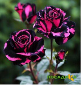 Роза Багровый Шепот купить по цене от 366р. в интернет-магазине «Посадика» с доставкой почтой в в Наволокие и по всей России – [изображение №1].