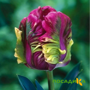 Тюльпан Экзотик Хэвен купить по цене от 186р. в интернет-магазине «Посадика» с доставкой почтой в в Наволокие и по всей России – [изображение №1].