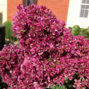 Флокс Филингс купить по цене от 329р. в интернет-магазине «Посадика» с доставкой почтой в в Наволокие и по всей России – [изображение №1].