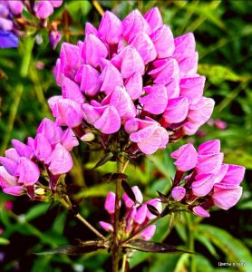 Флокс Бутоник купить по цене от 461р. в интернет-магазине «Посадика» с доставкой почтой в в Наволокие и по всей России – [изображение №1].