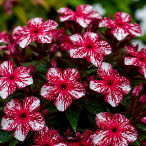 Флокс Ливер Гриммер купить по цене от 590р. в интернет-магазине «Посадика» с доставкой почтой в в Наволокие и по всей России – [изображение №1].